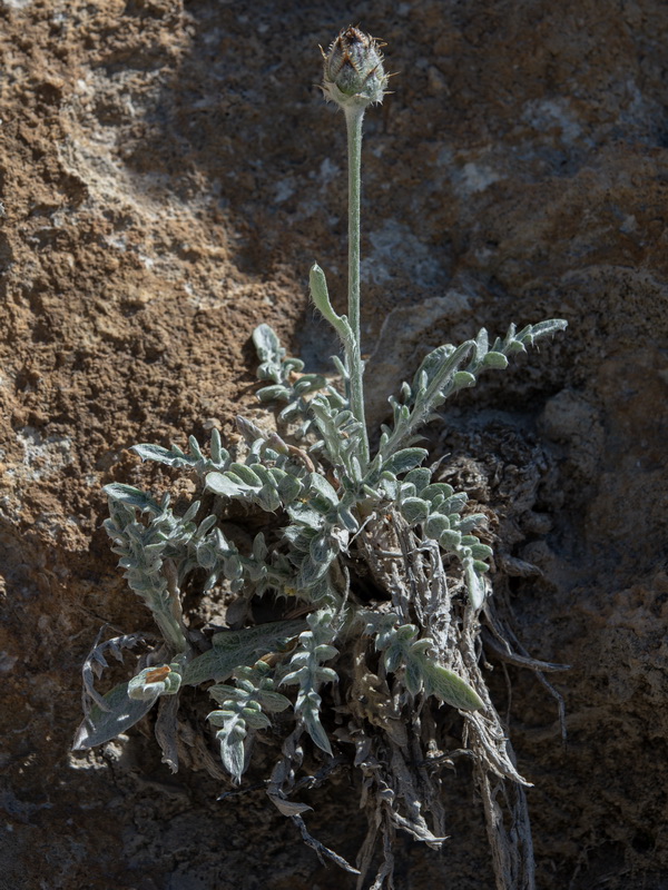 Centaurea granatensis.11