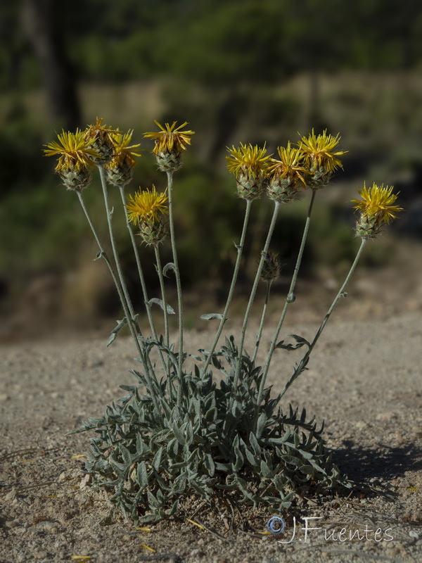 Centaurea granatensis.32