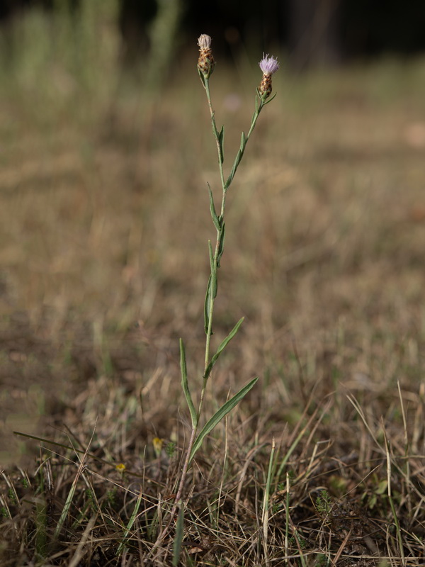 Centaurea jacea angustifolia.15