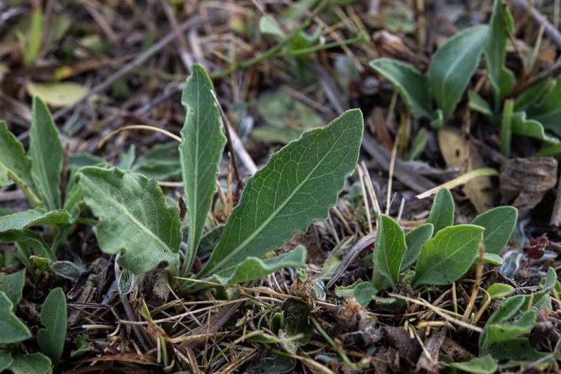 Centaurea jacea angustifolia.17