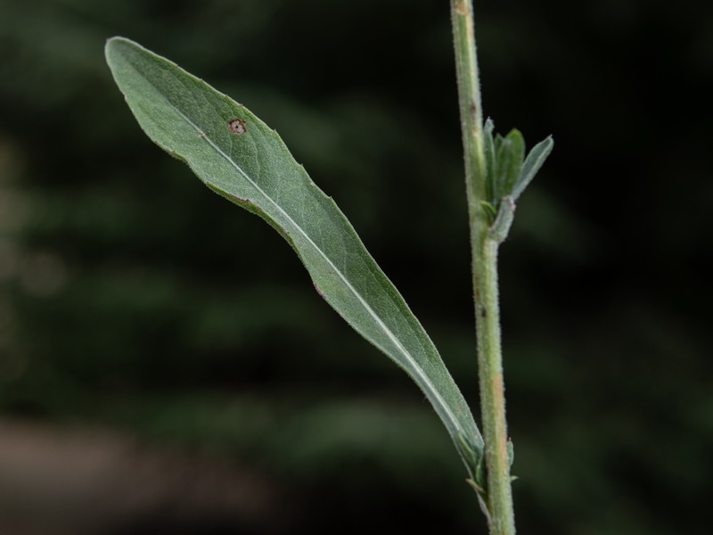 Centaurea jacea angustifolia.20