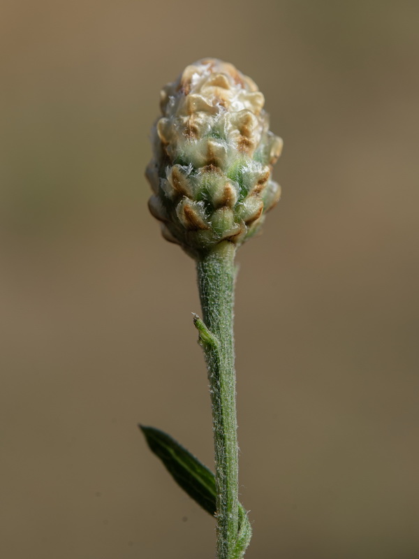 Centaurea jacea angustifolia.28