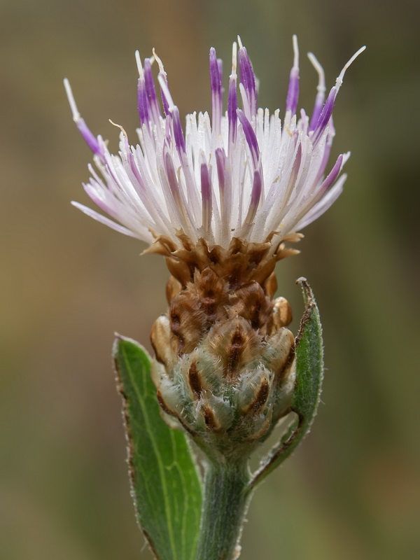 Centaurea jacea angustifolia.26