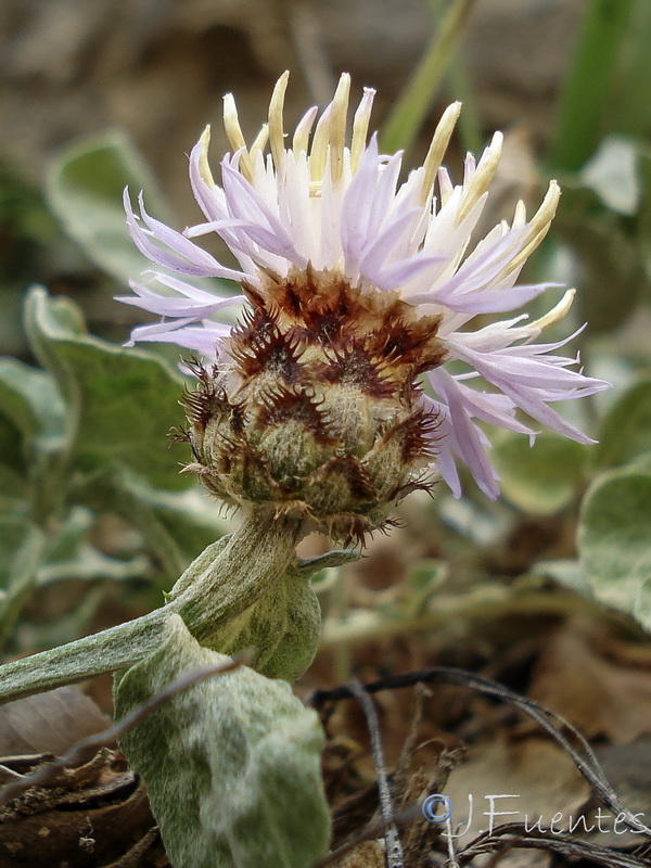 Centaurea jaennensis.08