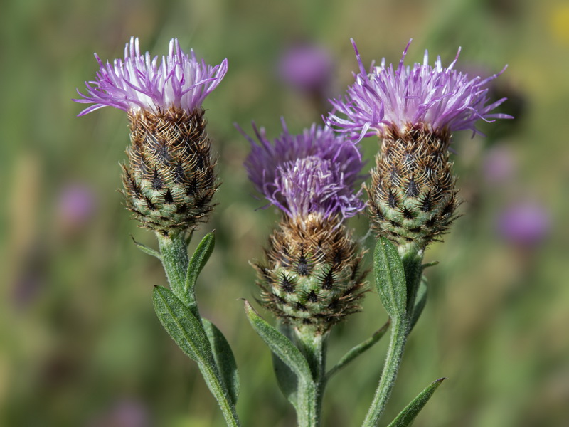 Centaurea nevadensis.09