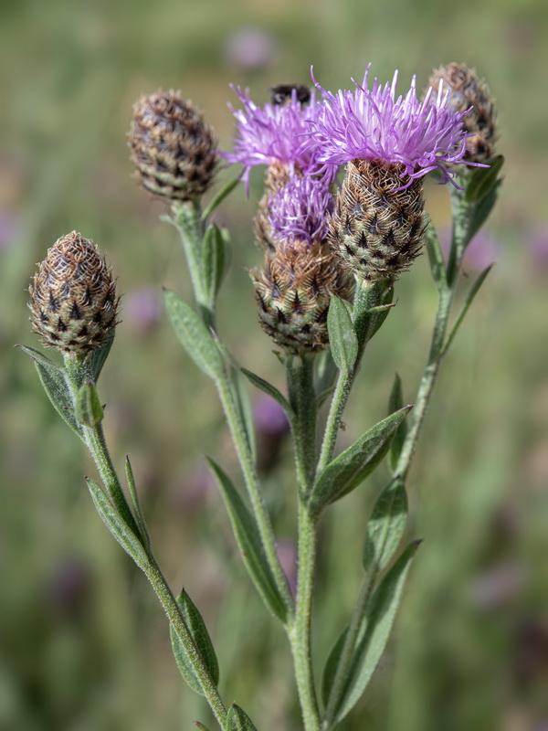 Centaurea nevadensis.45