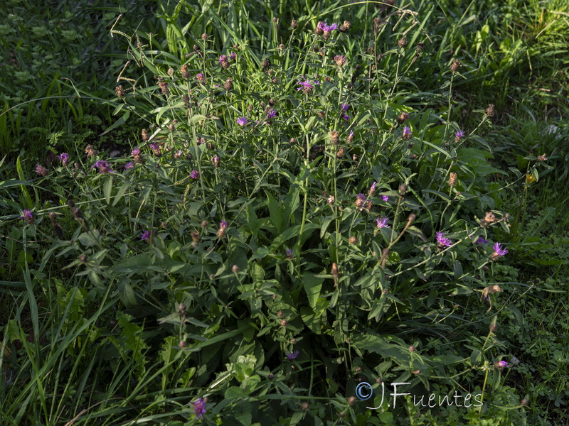 Centaurea nigra rivularis.04