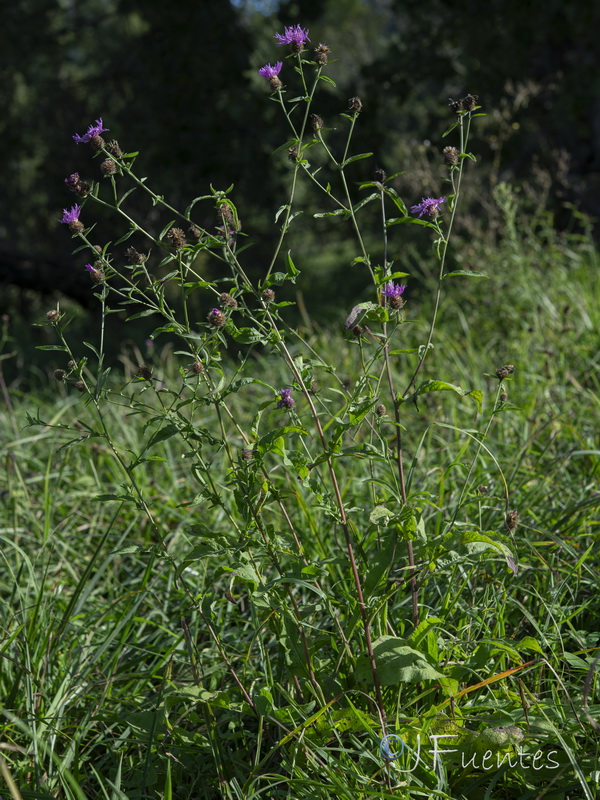 Centaurea nigra rivularis.05