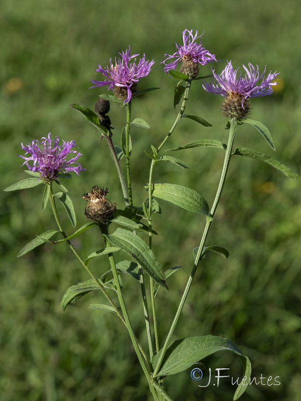 Centaurea nigra rivularis.06