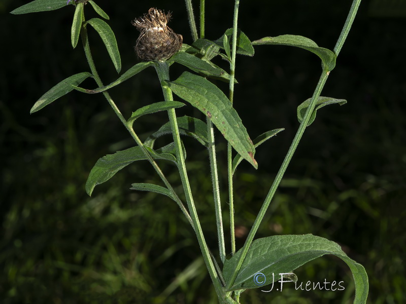 Centaurea nigra rivularis.07