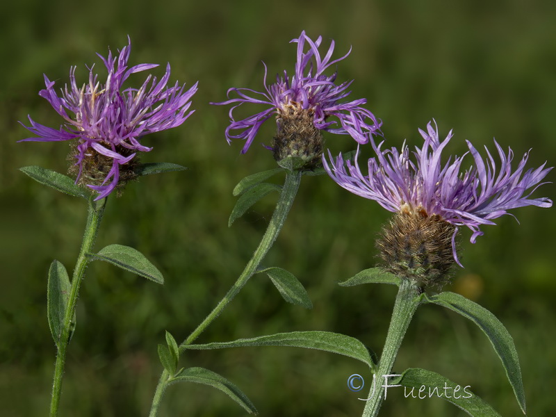 Centaurea nigra rivularis.08