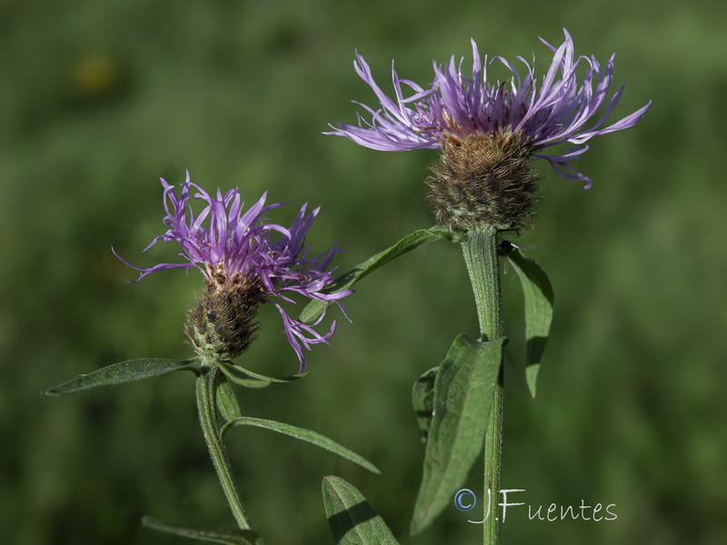 Centaurea nigra rivularis.09