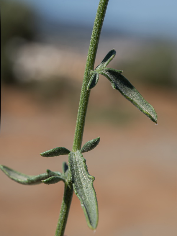 Centaurea ornata.09