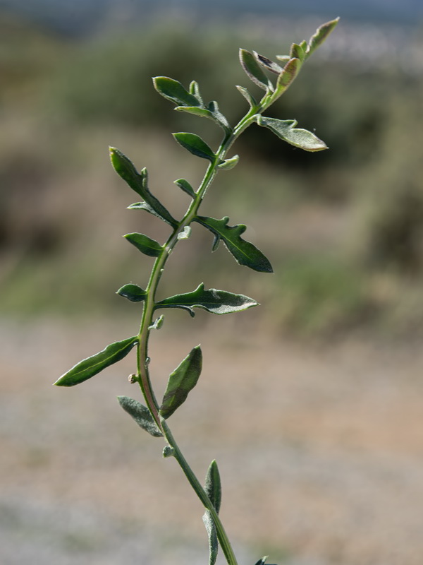 Centaurea ornata.11