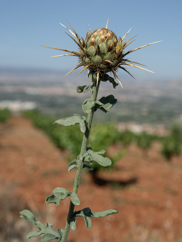 Centaurea ornata.13