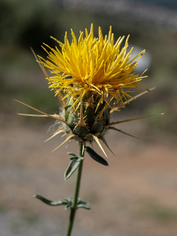 Centaurea ornata.39