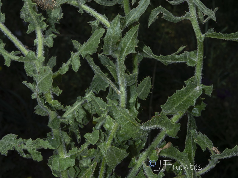 Centaurea polyacantha.12