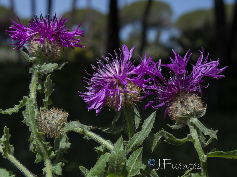 Centaurea polyacantha.13