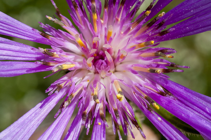 Centaurea pullata pullata.21