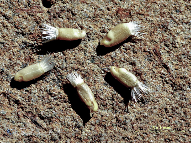 Centaurea pullata pullata.28