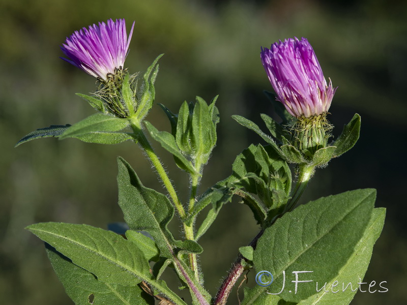 Centaurea pullata pullata.11