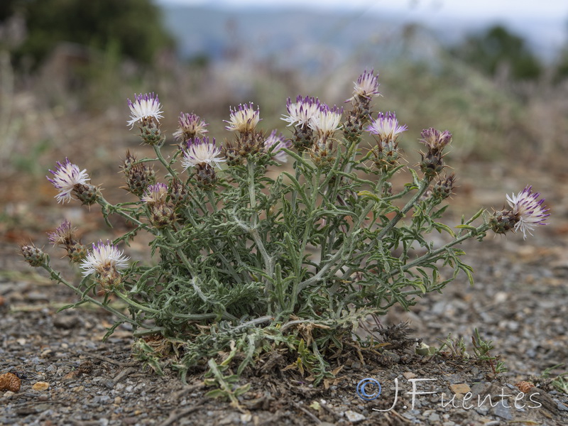 Centaurea pulvinata.14