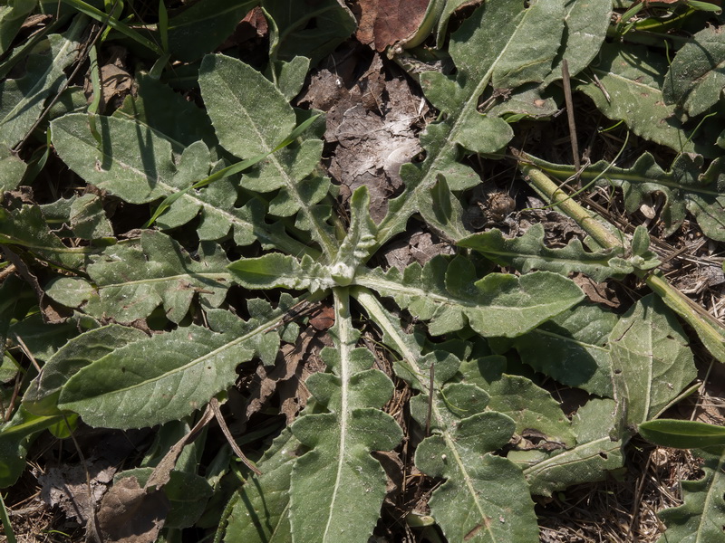 Centaurea seridis.15