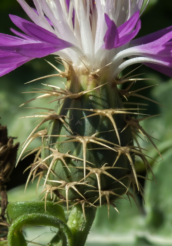 Centaurea seridis.16