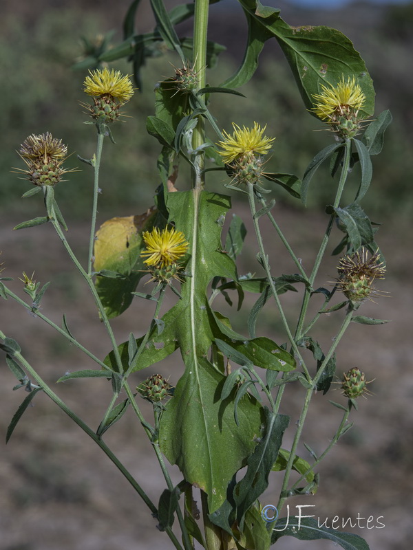 Centaurea sicula.01