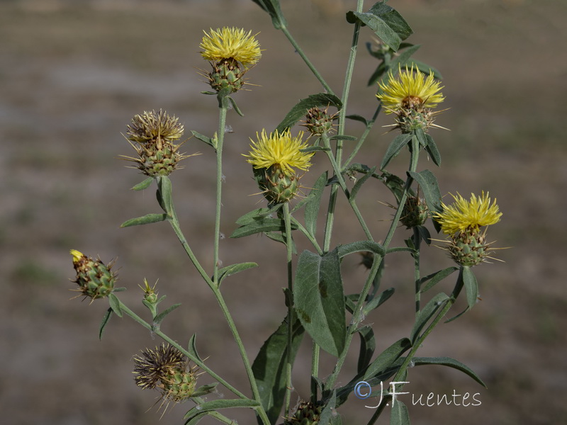 Centaurea sicula.04