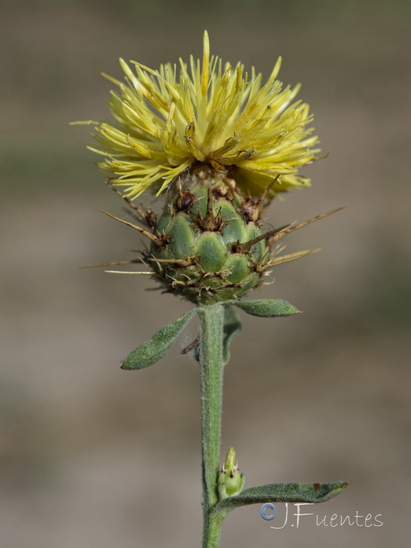 Centaurea sicula.07