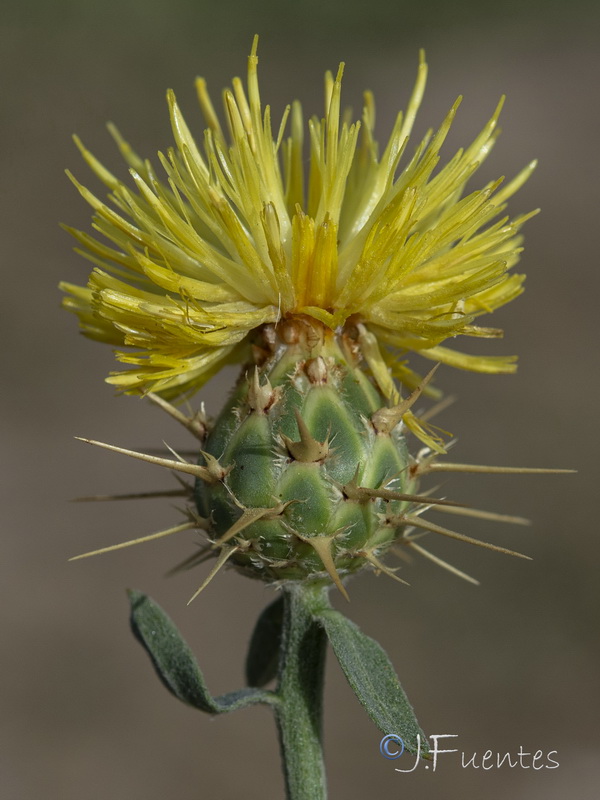 Centaurea sicula.08