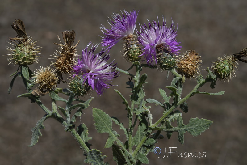 Centaurea sphaerocephala.19