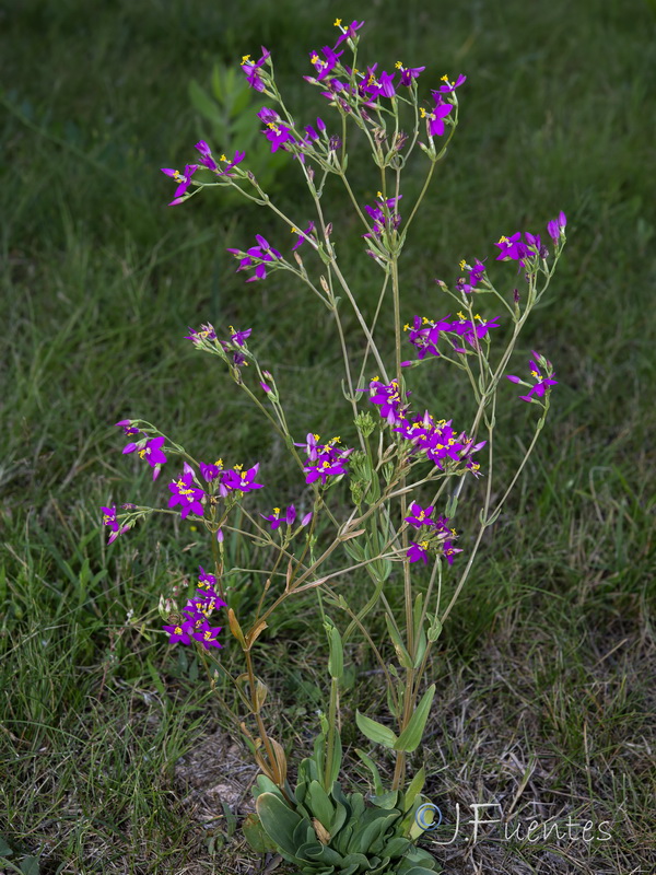 Centaurium grandiflorum grandiflorum.14