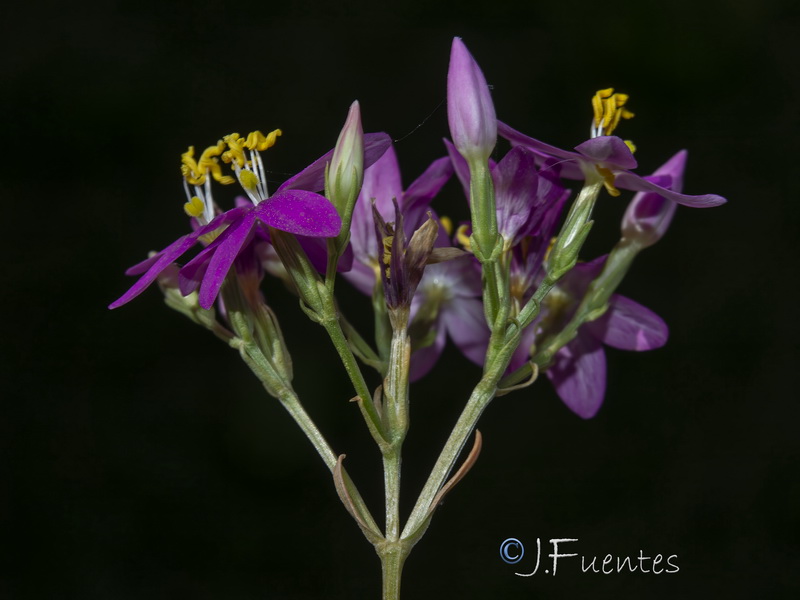 Centaurium grandiflorum grandiflorum.17