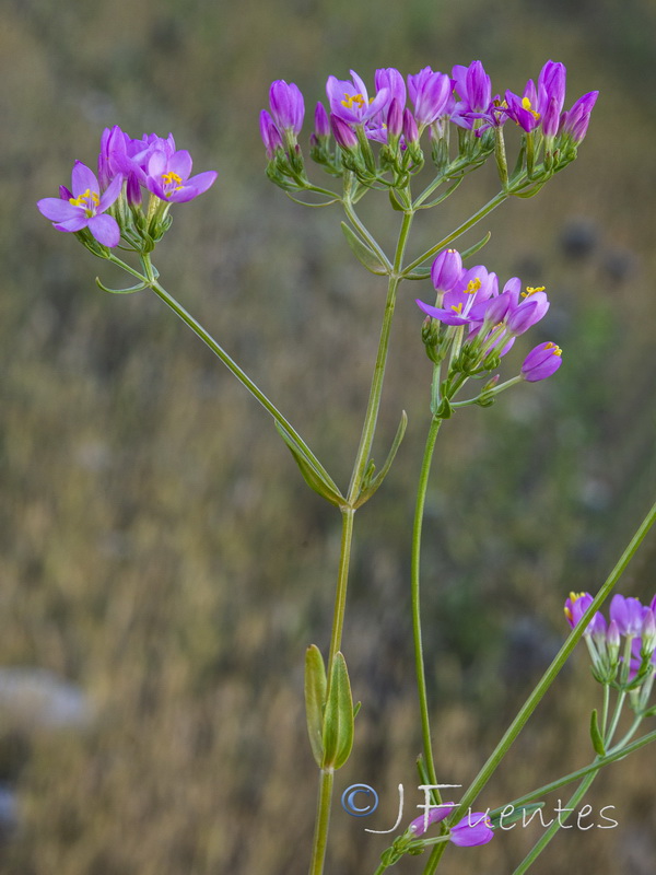 Centaurium grandiflorum majus.02