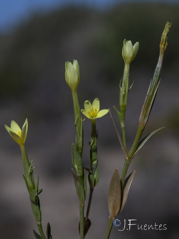 Centaurium maritimum.10