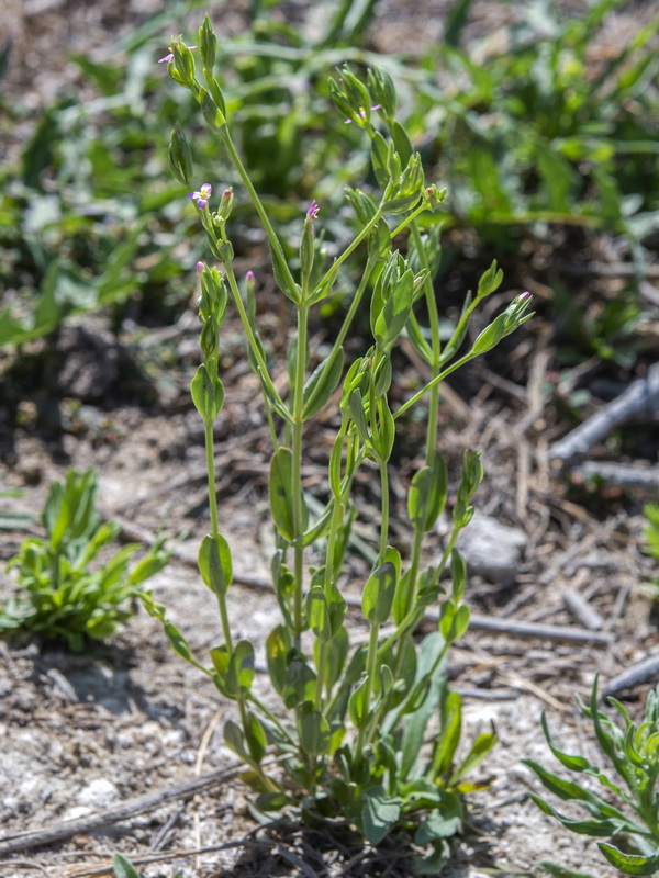 Centaurium pulchellum.09