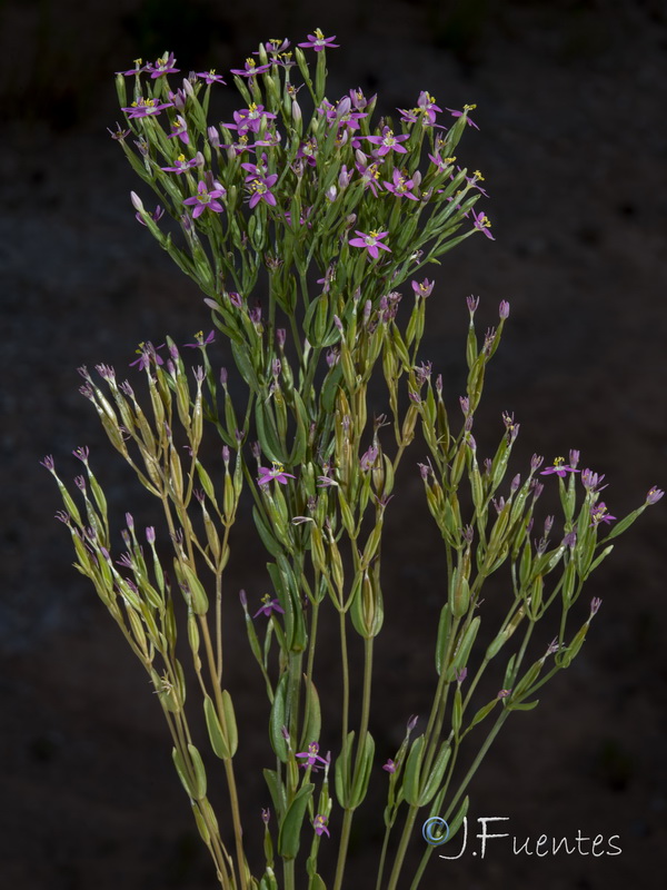 Centaurium pulchellum.26