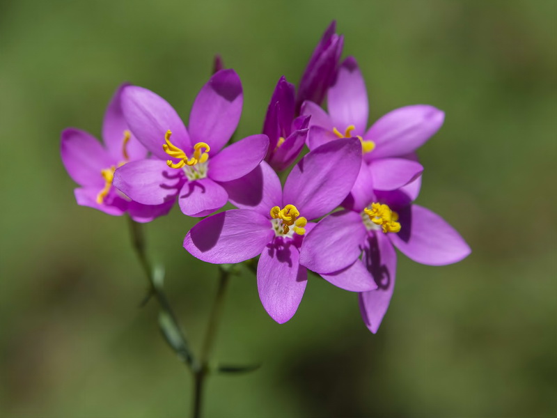 Centaurium quadrifolium barrelieri.17