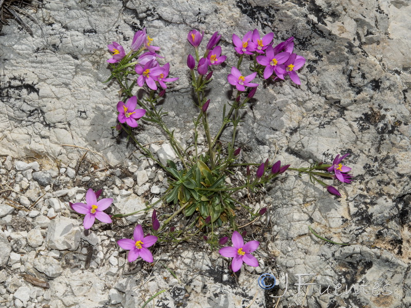 Centaurium quadrifolium linearifolium.04