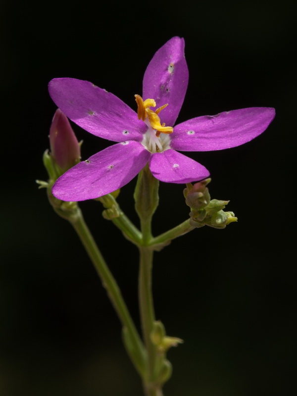 Centaurium tenuiflorum tenuiflorum.07