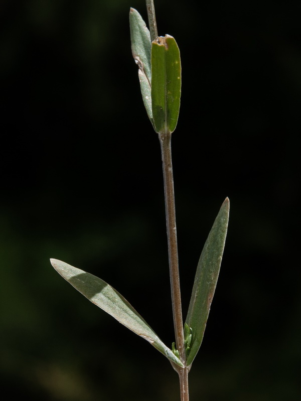 Centaurium tenuiflorum tenuiflorum.08