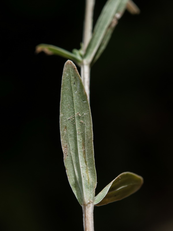 Centaurium tenuiflorum tenuiflorum.09