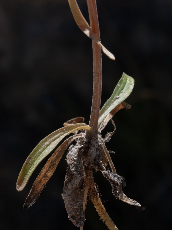 Centaurium tenuiflorum tenuiflorum.10