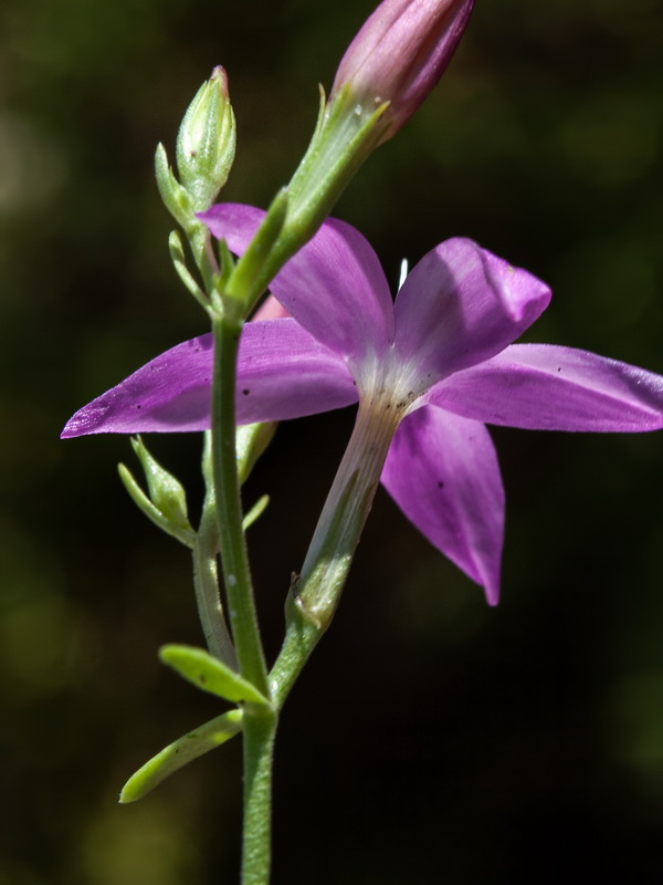 Centaurium tenuiflorum tenuiflorum.11