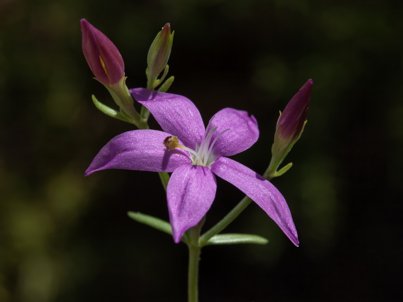 Centaurium tenuiflorum tenuiflorum.12