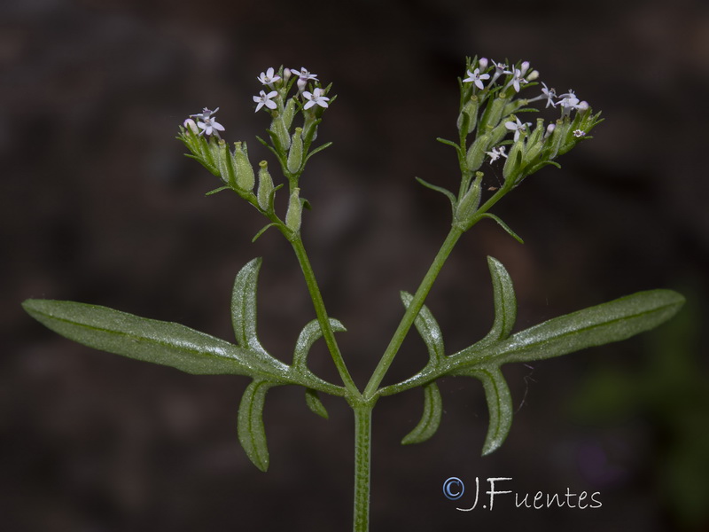 Centranthus calcitrapae.15