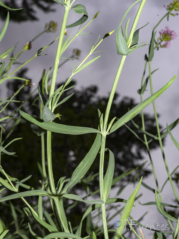 Centranthus lecoqii.04