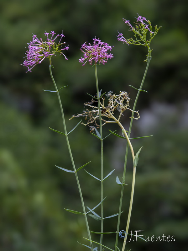 Centranthus lecoqii.18